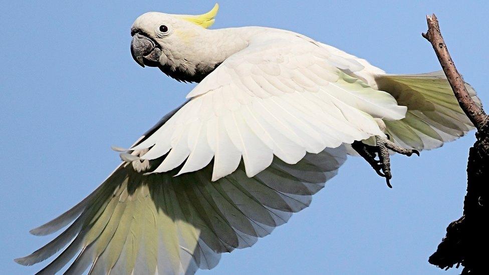 Yellow crested cockatoo (Image: Peter and Michelle Wong)