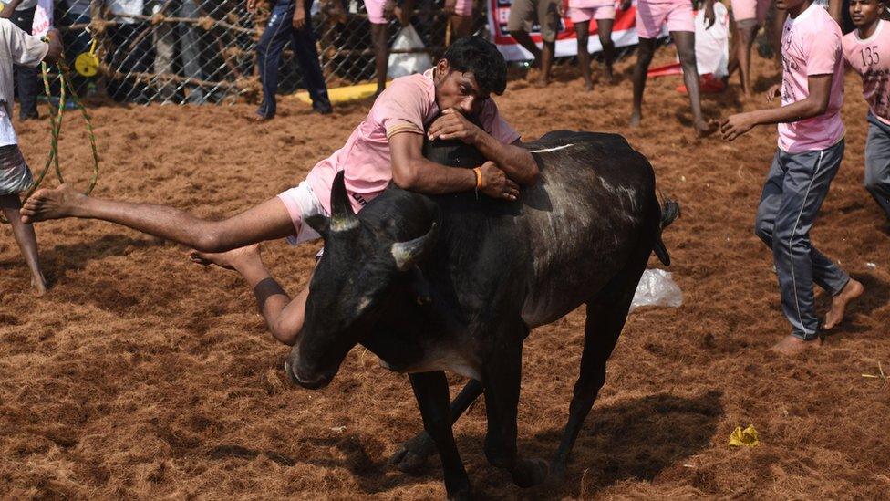 in this photograph taken on January 15, 2018, Indian participants try to control a bull during the annual 'Jallikattu' bulltaming festival in the village of Palamedu on the outskirts of Madurai.