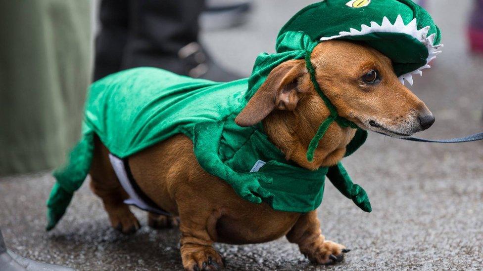 The animals braved driving wind and rain to raise money for charity