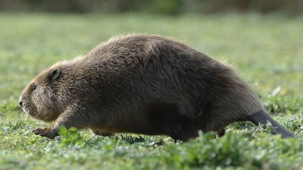 A beaver running