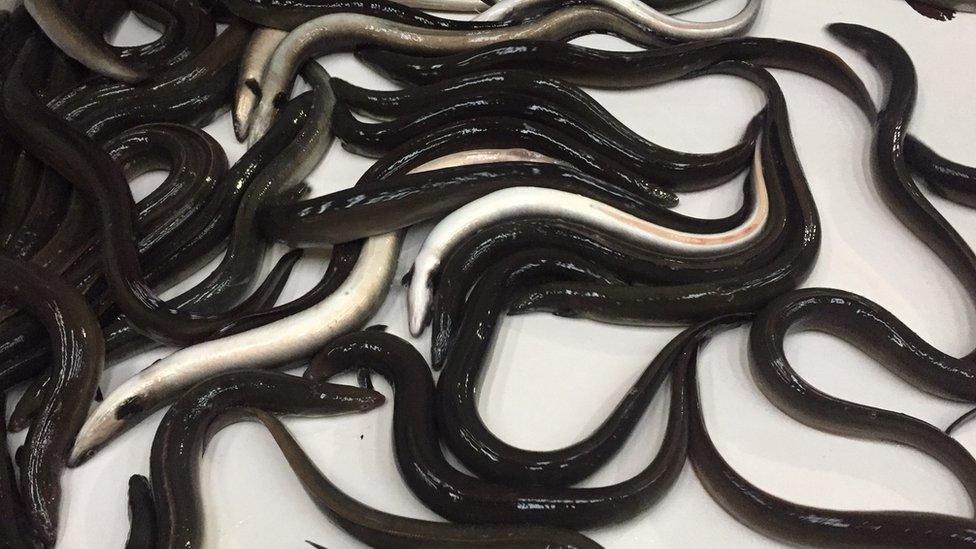 eels