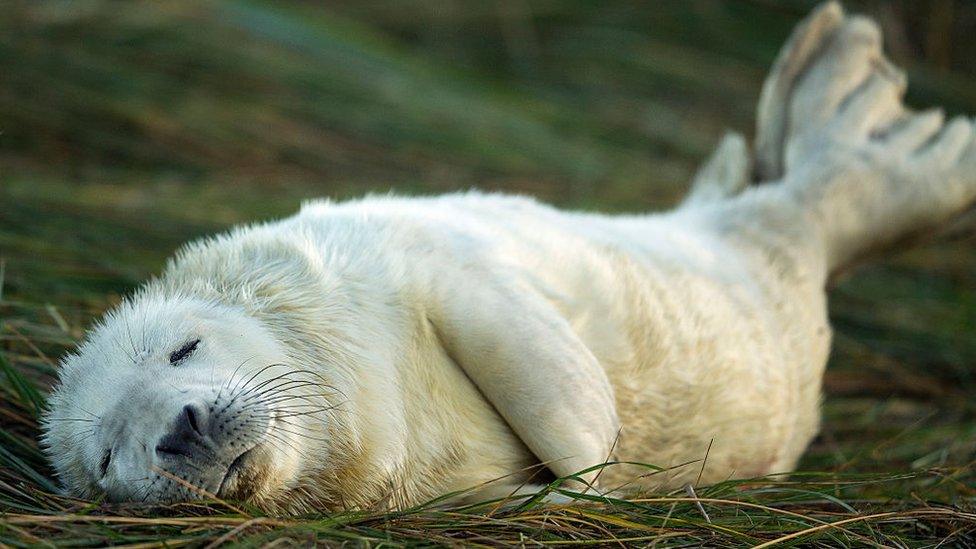 A sleeping seal pup in Grimsby