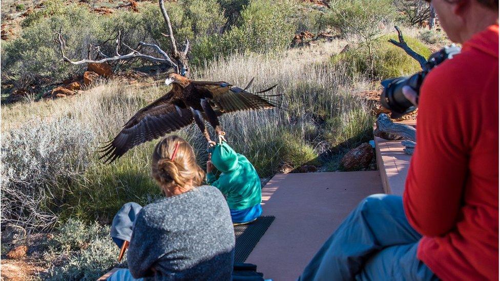 Eagle attempts to lift small boy into air