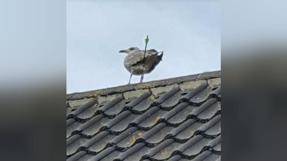 Gull shot with arrow