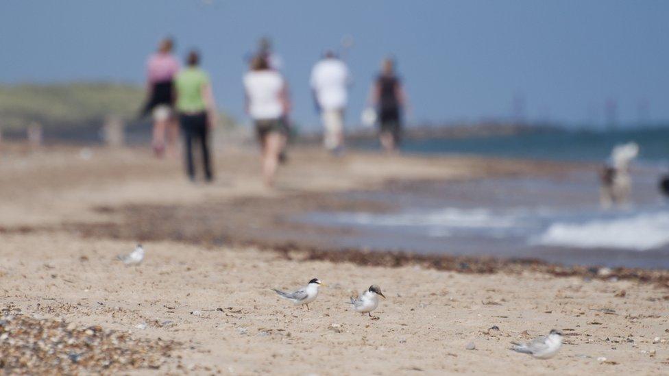 Little tern foreground, with people on the beach background