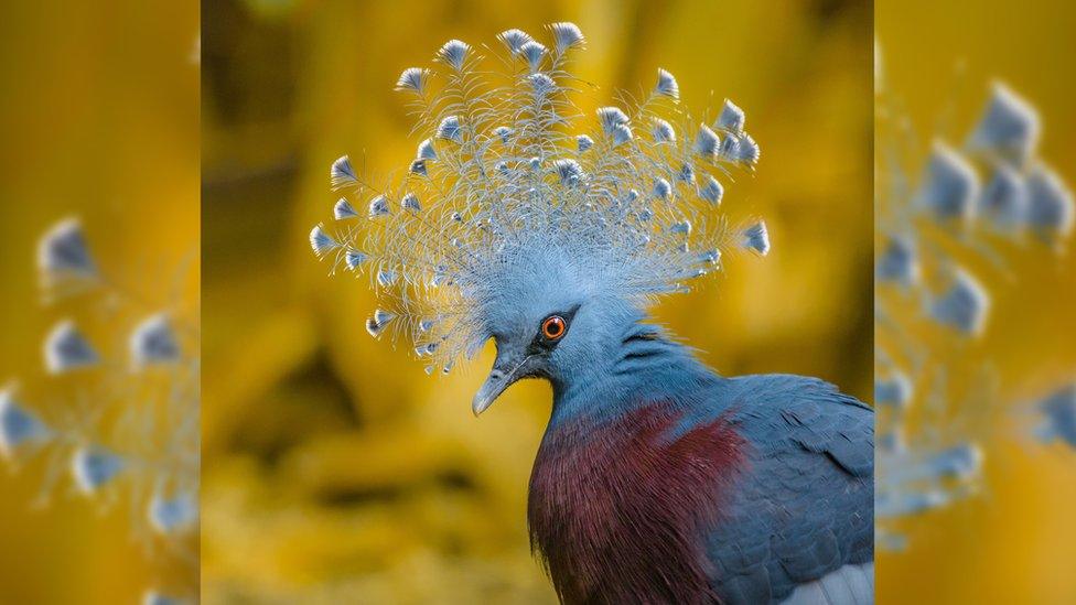 Victoria crowned pigeon