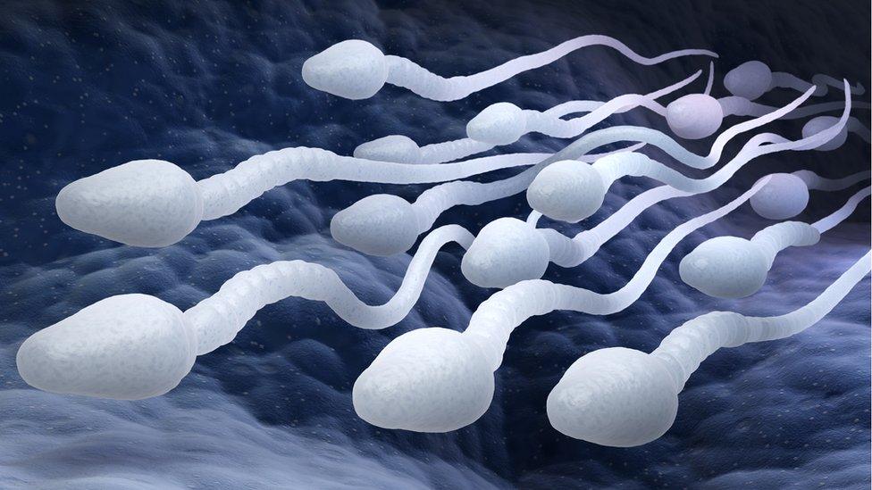 sperm