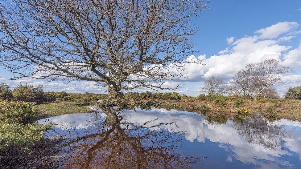 MONDAY - New Forest