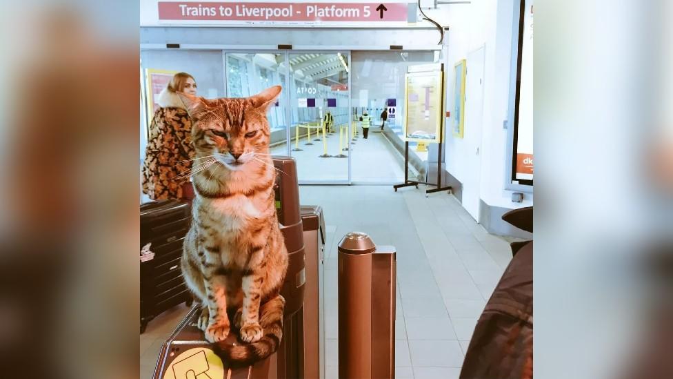 Paul Newman the Liverpool South Parkway station cat