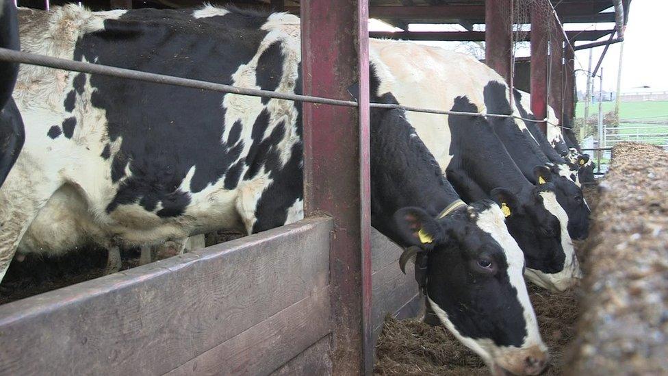 Dairy cows feeding on silage