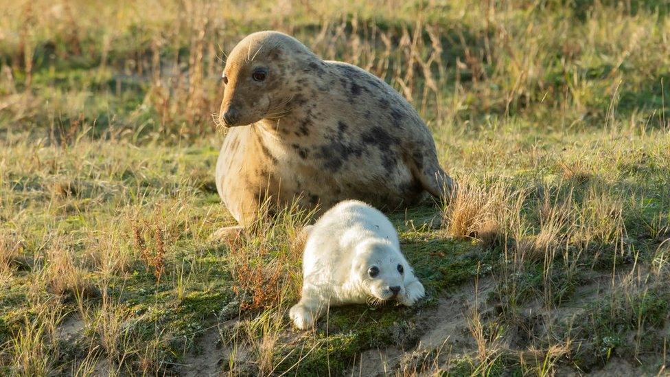 grey-seal-with-her-pup.