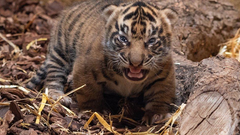 baby-Sumatran-tiger-cubs-london-zoo