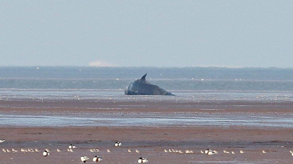 Stranded dead sperm whale