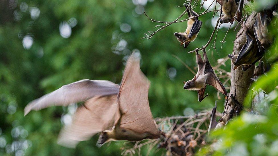 Bats migrating in Zambia