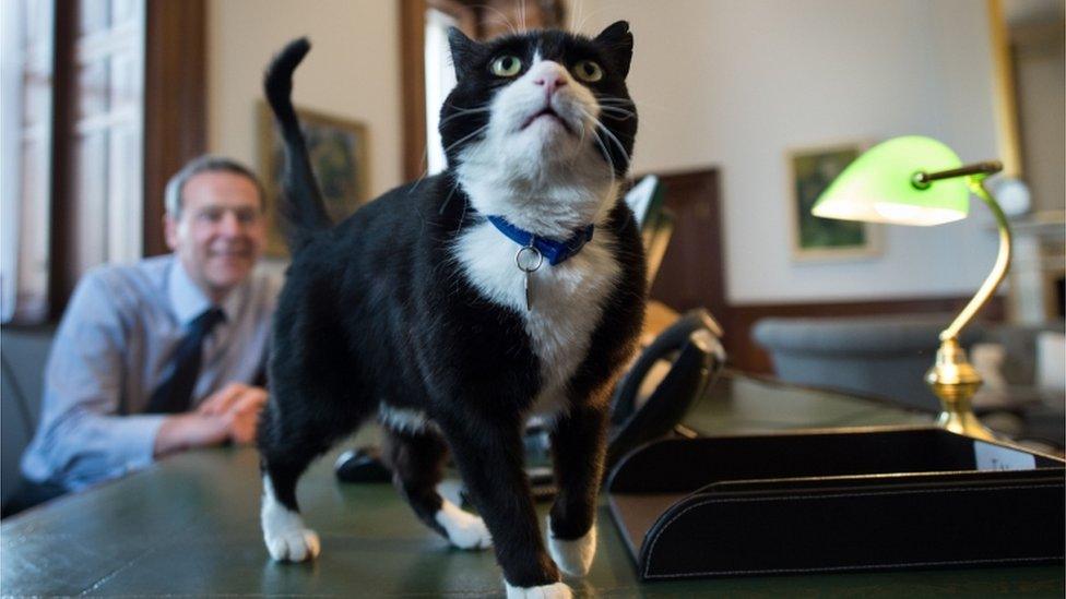 Palmerston-the-cat.