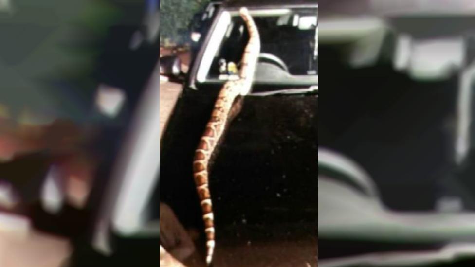 Snake on car bonnet