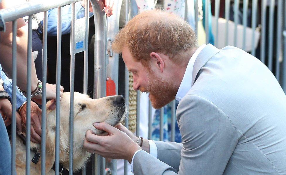 Prince Harry says hello to a labrador