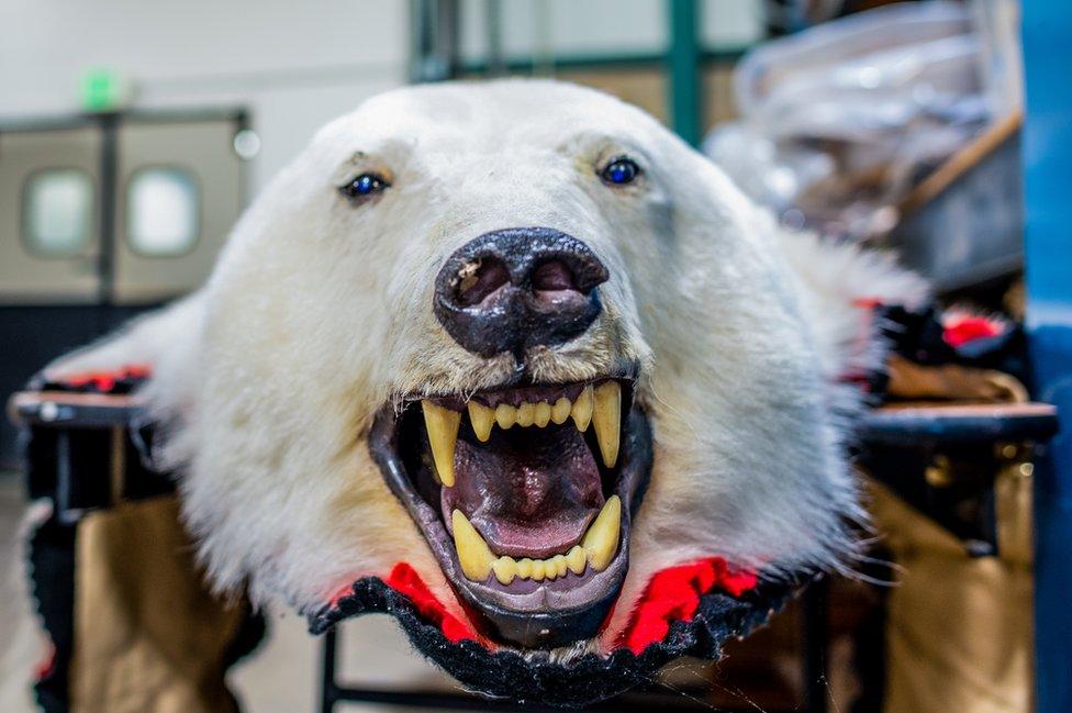 Polar bear rug