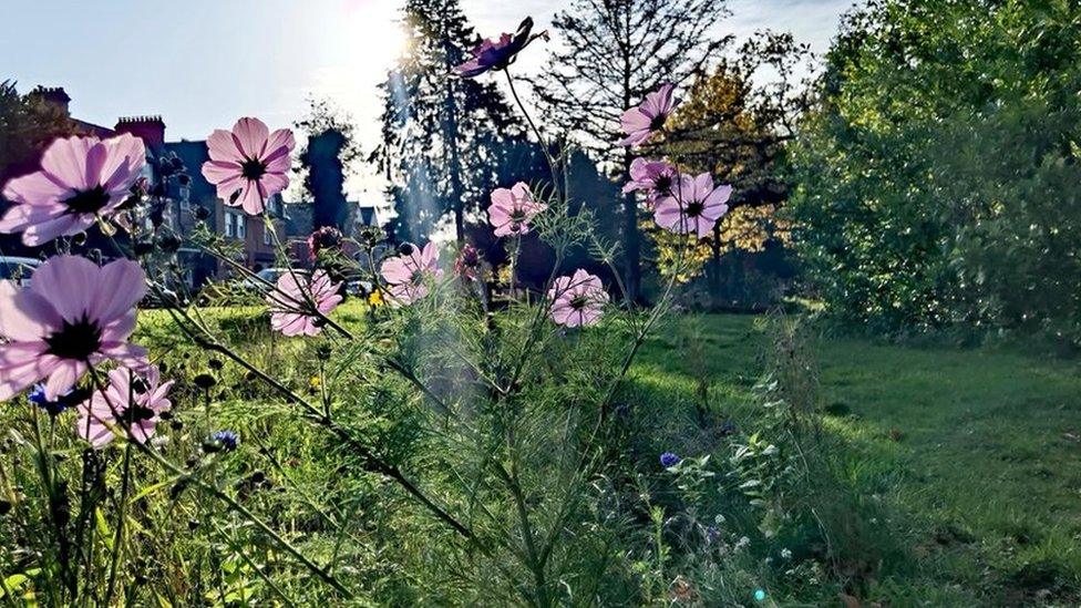 Flowers in the Vale of Glamorgan