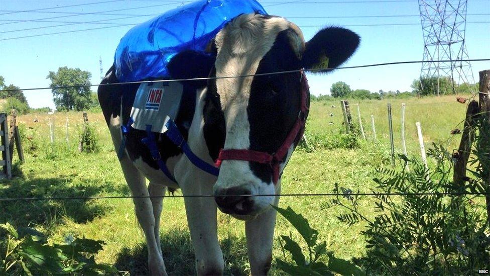 A cow with a methane extractor