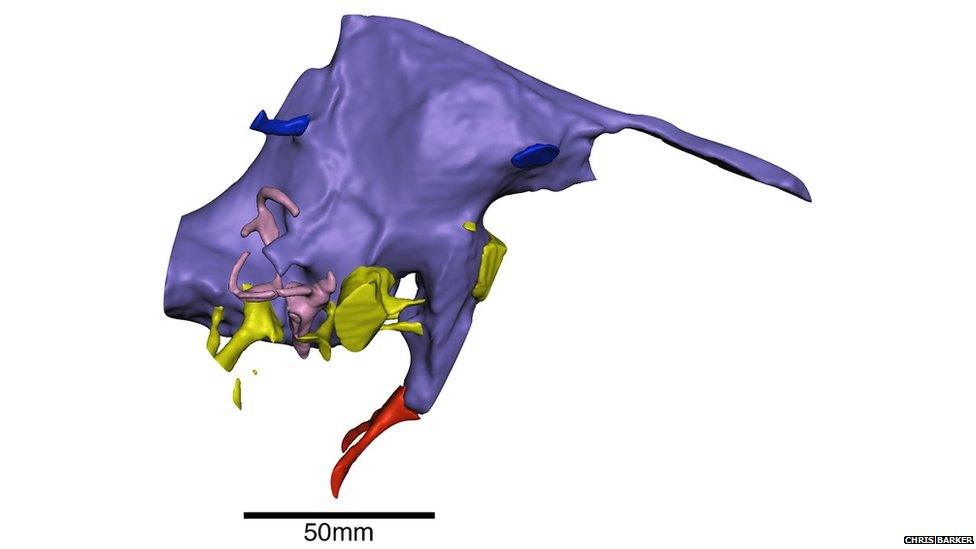 3d image of spinosaurus brain