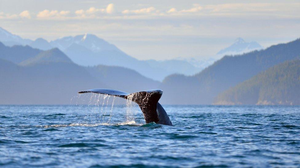 Humpback whale