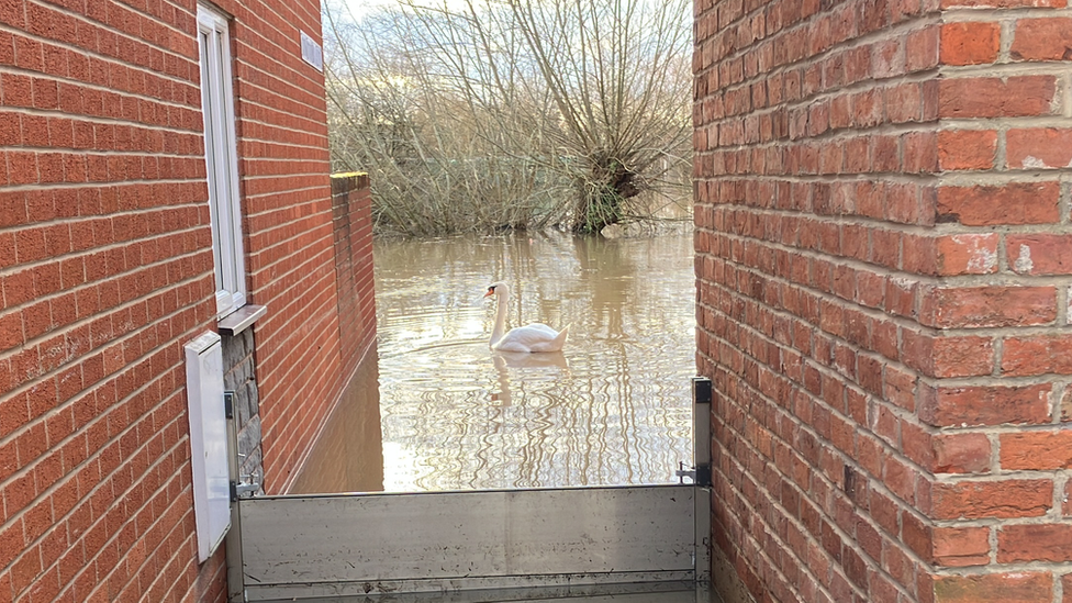 Swan in flood waters