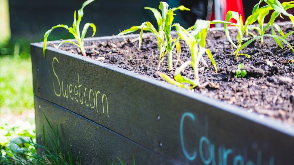 a planter filled with soil, with 'sweetcorn' and 'courgettes' written on the side in chalk