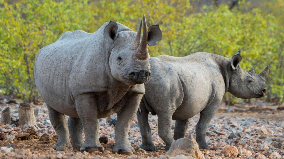 Two rhinos in Namibia