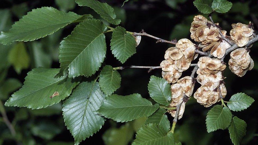 Leaves of the elm