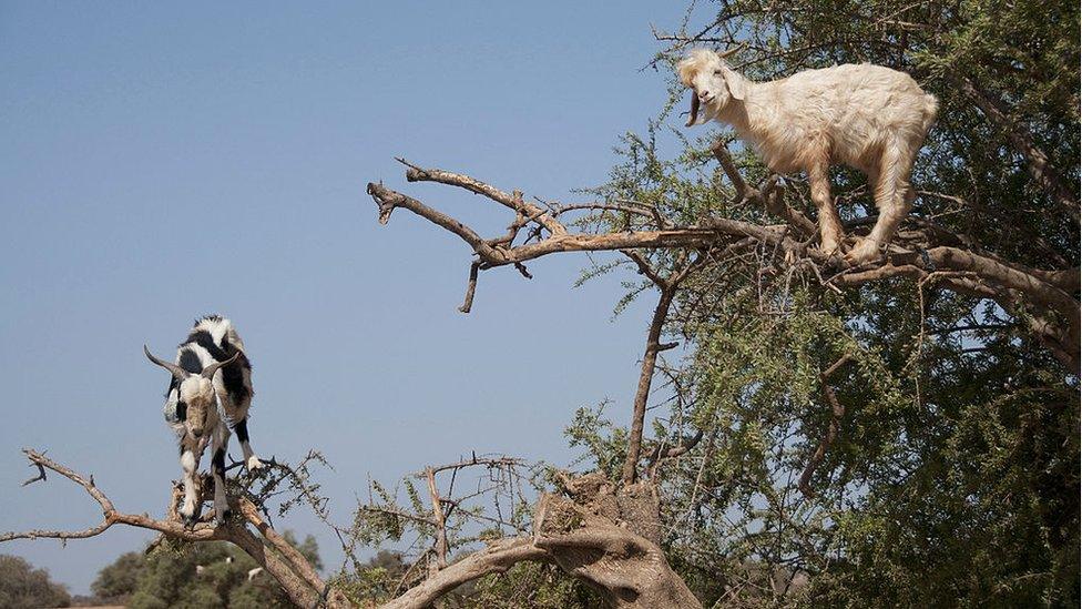 Goats on a tree