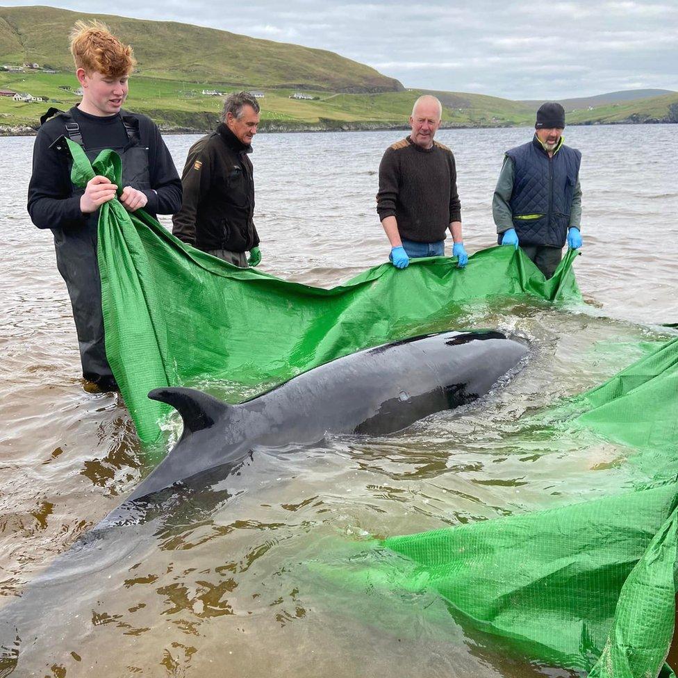 Whale rescue