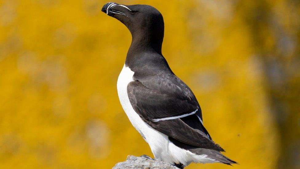 Razorbill