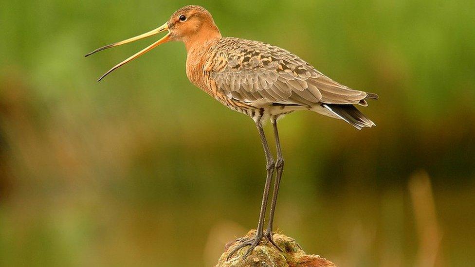 Black-tailed godwit