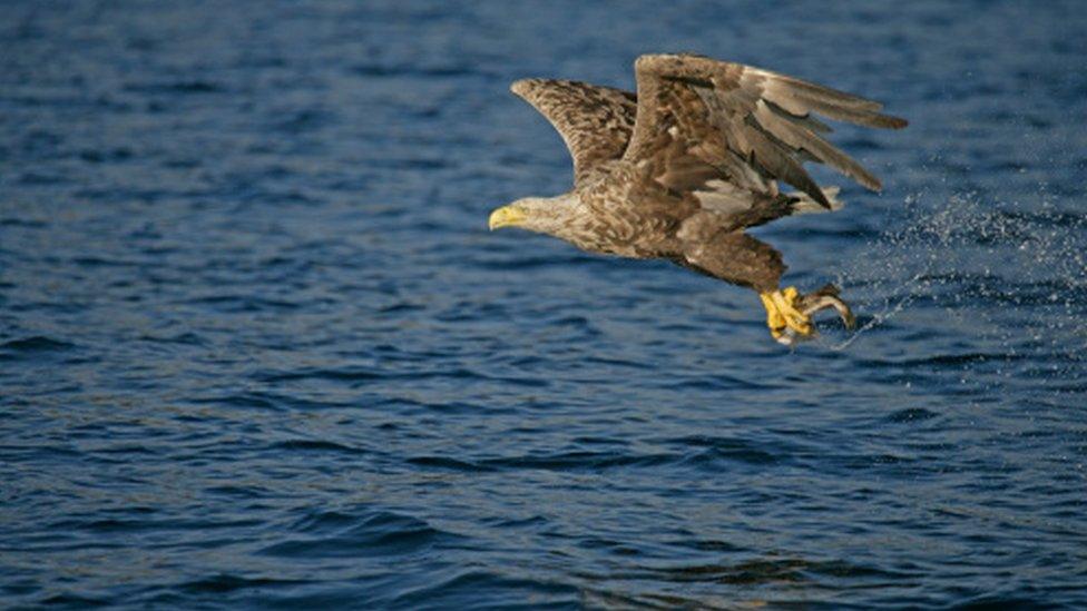 White-tailed Sea Eagle