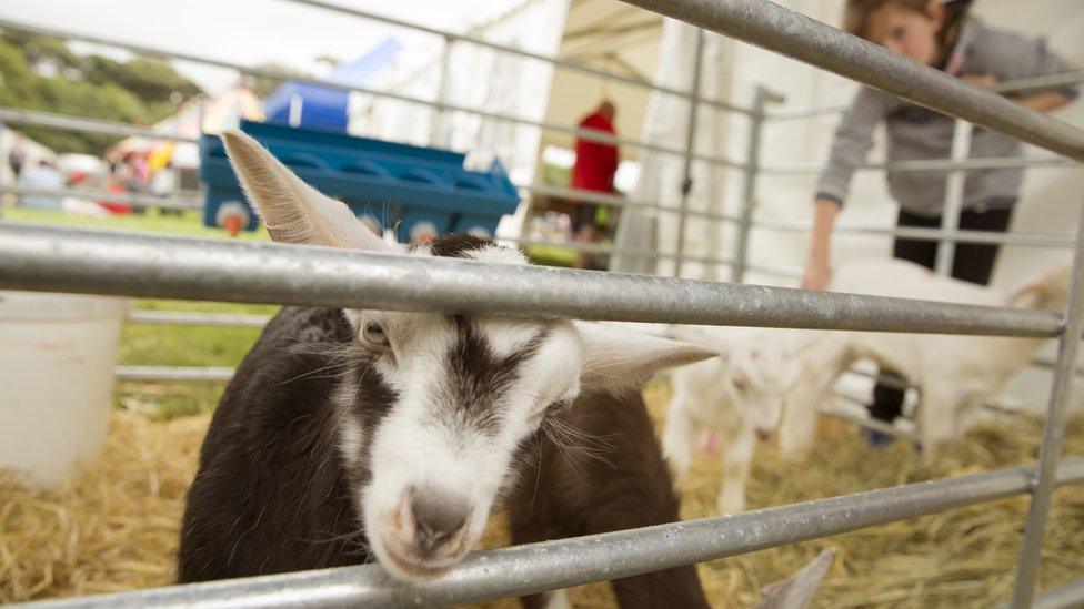 Gafr yn edrych trwy'r ffens: Roedd 4 gafr fach ar y ffordd fewn i'r syrcas yn cael llawer o faldod (llawer o anifeiliaid y mae modd rhoi maldod iddyn nhw)