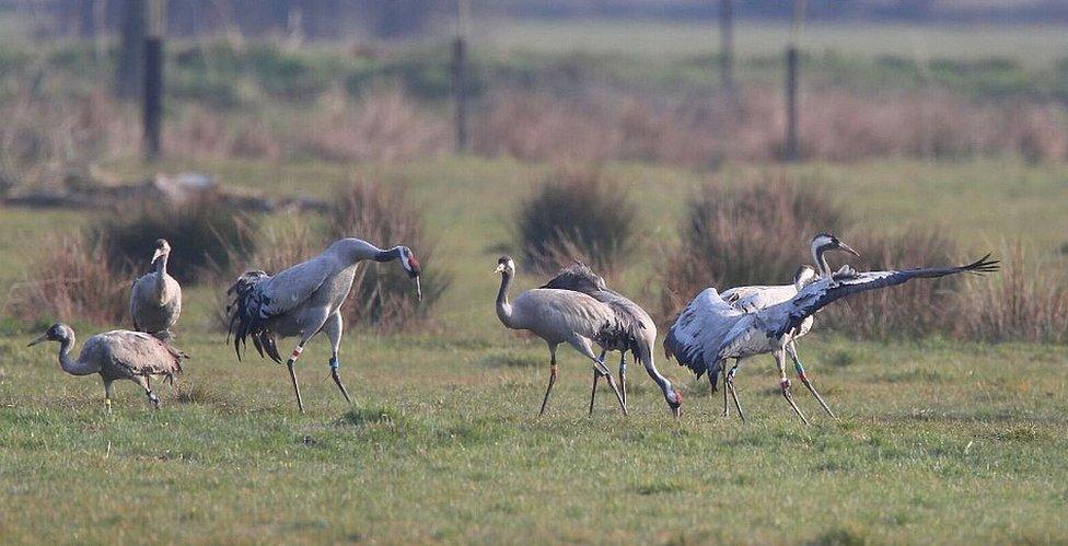 Cranes on the Somerset Levels