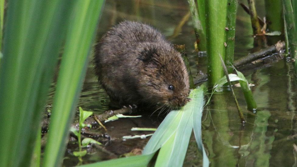 Water vole