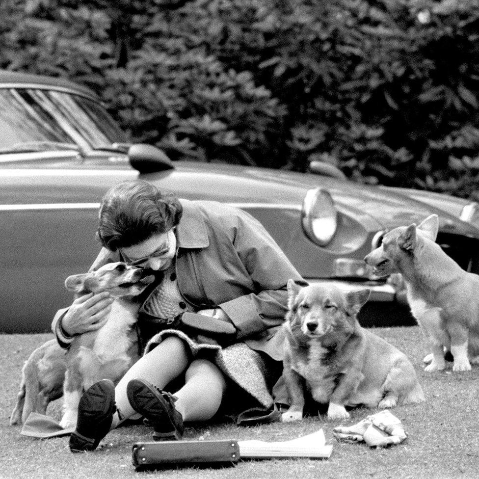 With her corgis