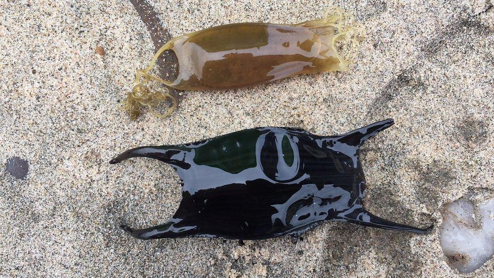 Shark, skate and ray egg cases will be recorded