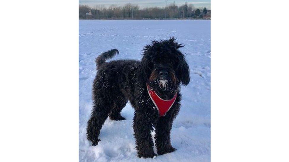 A dog in snow