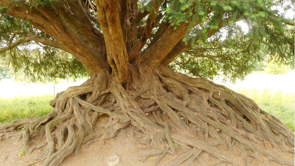 The Waverley Abbey Yew, Farnham, Surrey, which is one of the 12 shortlisted trees in the Woodland Trust"s ‘tree of the year’ competition.