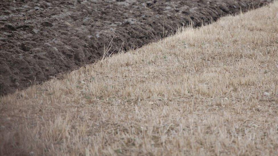 Field in Merseyside, UK (Image: BBC)