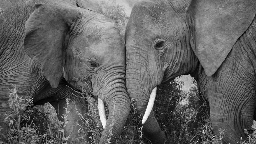 'You're my ivory-thing', says the Tanzanian elephant to his partner at Lake Ndutu.