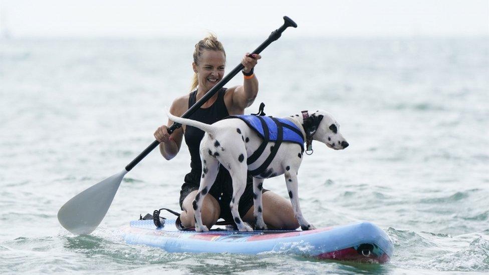 surfing dog