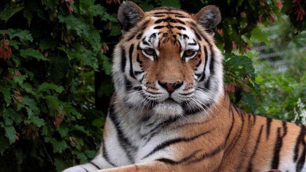 A Siberian tiger at an enclosure