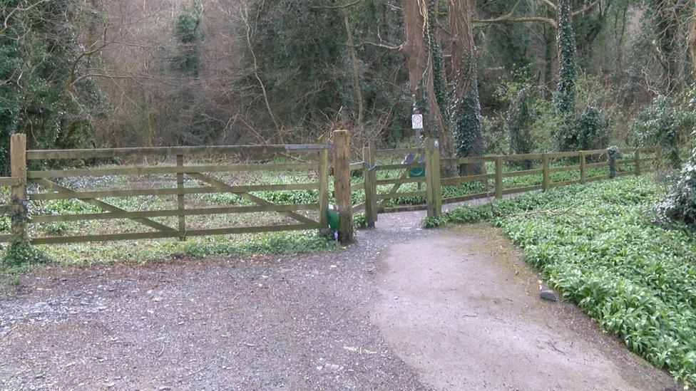 Woodland at Ramsey Hairpin