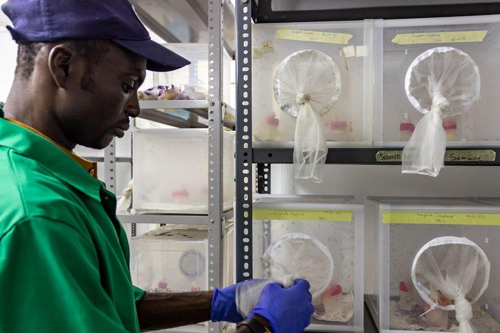 A health official handling the mosquitoes 