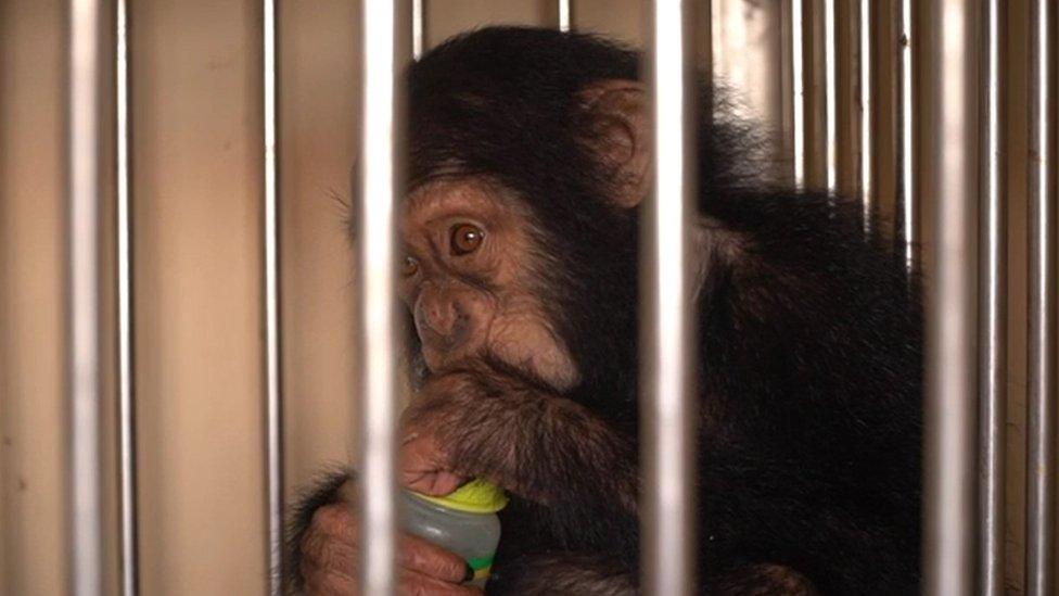 chimp in Kathmandu