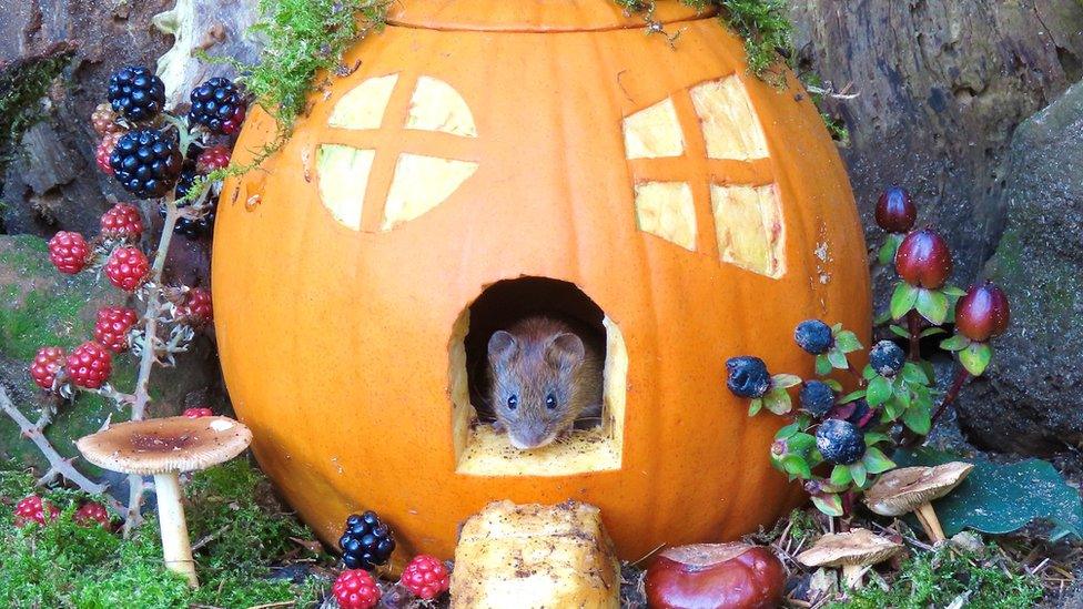 Vole in a pumpkin